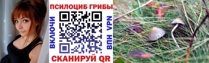 Купить где  Кингисепп  Псилоцибиновые грибы Magic Shrooms 